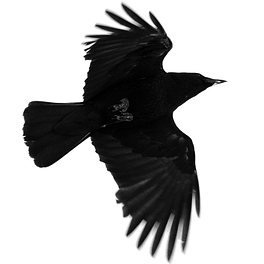 Bad Crow Review Logo
