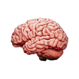 Mind Science Logo