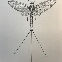 Ephemeroptera Logo
