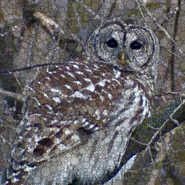 BirdingZen Logo