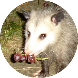 Possum Notes Logo