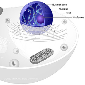 Does spike protein get into the nucleus of cells?
