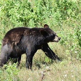 Bear Encounter On Mt. Marcy, New York