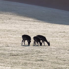 Smaller-Scale Rewilding - Definitions & Models