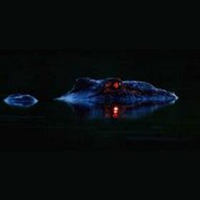 ALLIGATORS AND LOST PILOTS WITH JEFF TATE 