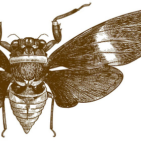 Cicada Season: Pandemic, Faith, and Apocalypse