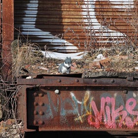 Bubbly Creek is home to some scrappy birds