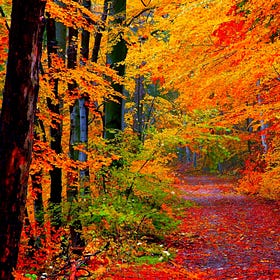 Color me Autumn