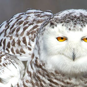 Arctic Owls on a Warming Planet