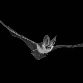 Saving Bats One LettsSafari Park at a Time
