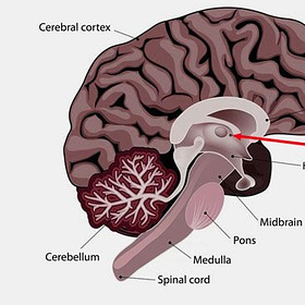 Some Thoughts on Neuralink