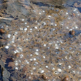 Let biological metaphors back into social science