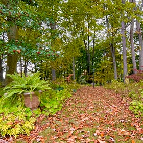 #3 What do you do with all your leaves?