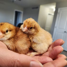 Breeding and Thanksgiving Chicks: November update