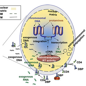Can Pfizer Synthetic mRNA fragments enter your DNA?