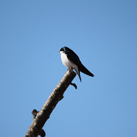Spring arrival dates for common birds