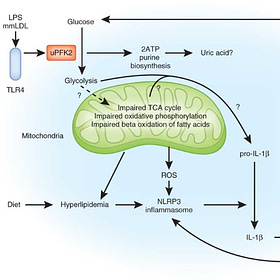 Warburg Effect caused by mRNA jab Endotoxin