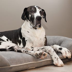 It's a Dog's World Now