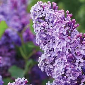 Lilac