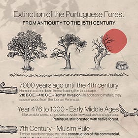 Infographic and Story of the Portuguese Forest