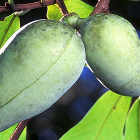 Pennsylvania's BEST Kept Secret: 7 Amazing Reasons to Grow Pawpaw Trees!
