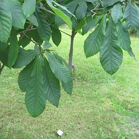 The Ultimate Garden Addition: Grow Pawpaw for Health and Ease