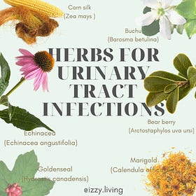 Herbs for Urinary Tract Infections