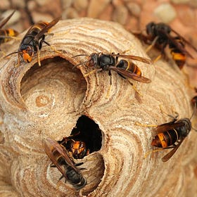 Invasion du frelon asiatique