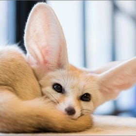 Introducing: The Fennec Fox Club 🦊