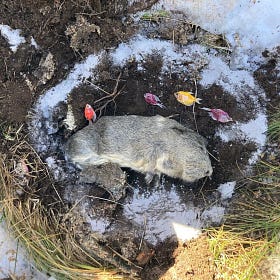 Dog Fish Guinea Pig Funeral
