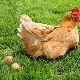 A Game of Chicken