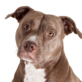 When the Pitbull That Kisses Your Face Unexpectedly Attacks
