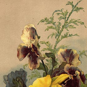 All About Flower Essences: Wild Pansy