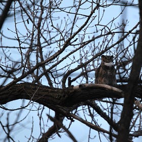It's wise to be thoughtful around owls