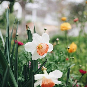 An ode to spring bulbs
