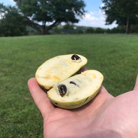 Harvest Health from Your Backyard: The Nutritional Power of Pawpaw Trees