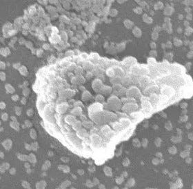 Lidocaine SEM Hot Off The Press👩🏻‍⚕️