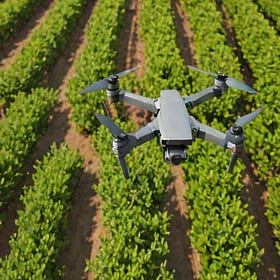 Drones: Unlocking Macadamia Farming's Future