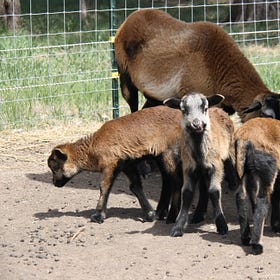 Ash had Triplets! 🐑🐑🐑