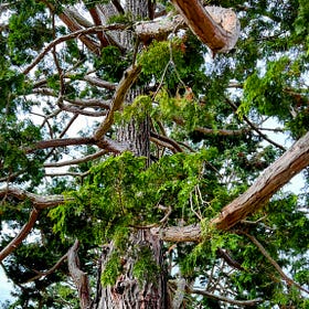 “Storying” Burls, Part 2 