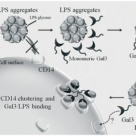 IgG4 affected by Endotoxin in mRNA Jabs