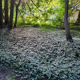 Cobblestone & Periwinkle: 130-Year-Old Cottage Highlights Legacy of Invasive Plants
