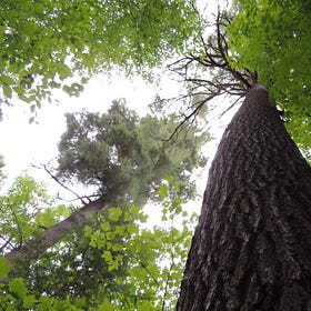 Pines - nobles of the global woodlands