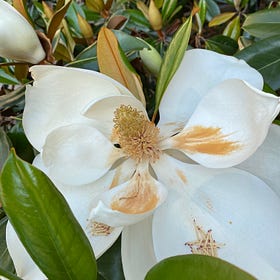 Mississippi Mother