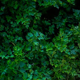 The Parsley Patch