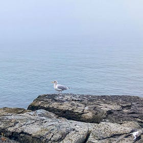 A Gull Barfing by the Sea