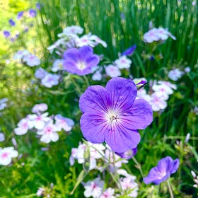 Havenwood June Garden Tour