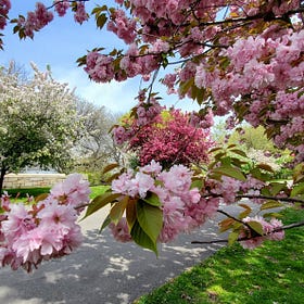 I'm your ch-ch-ch-ch-ch-ch-ch-ch-cherry blossom guide!