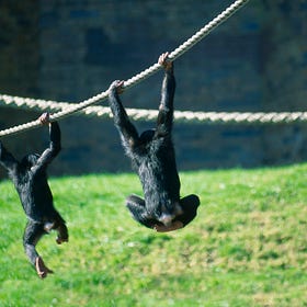 Monkey Business