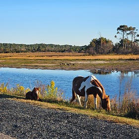 The Horses of Chincoteague